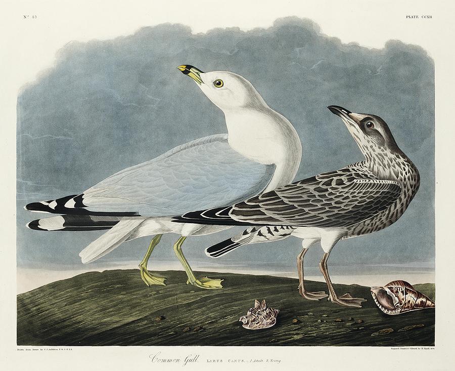 John James Audubon Painting - American Water Ouzel from Birds of America 1827 by John James Audubon etched by William Home Lizars by Les Classics