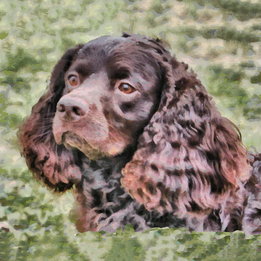 American Water Spaniel Painting by Doggy Lips