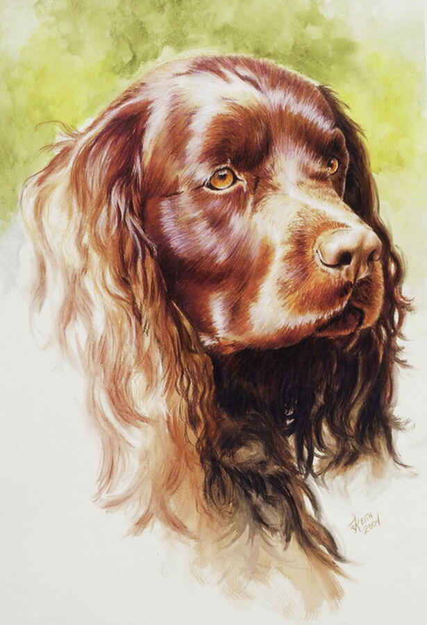 American Water Spaniel in Watercolor Painting by Barbara Keith