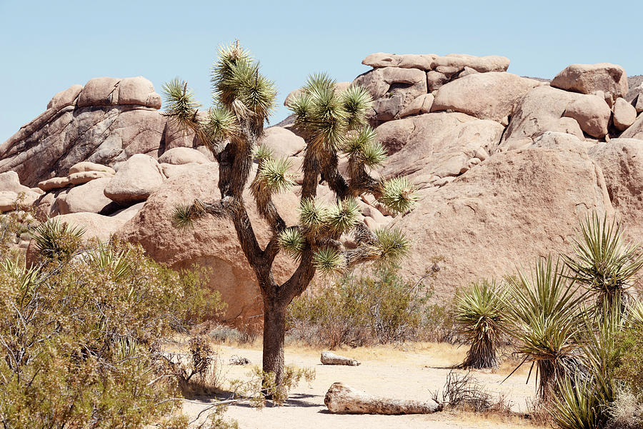 American West - California Joshua Tree Photograph by Philippe HUGONNARD