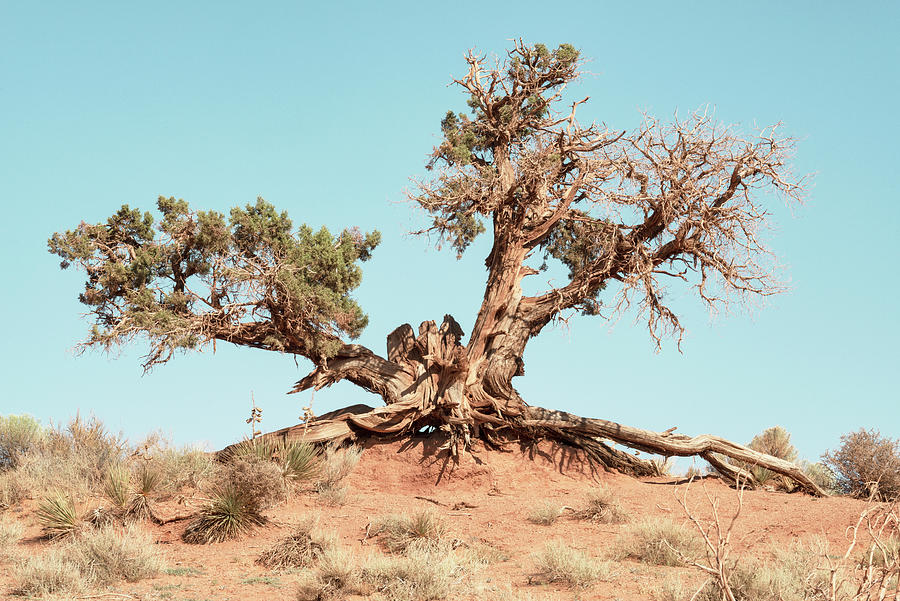 American West - Desert Tree Photograph by Philippe HUGONNARD