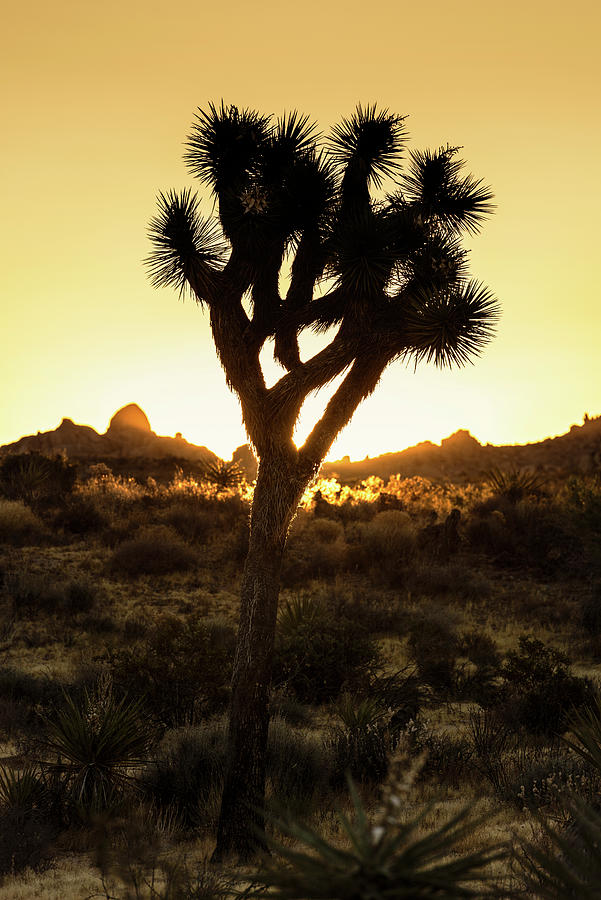 American West - Joshua Sunset Photograph by Philippe HUGONNARD