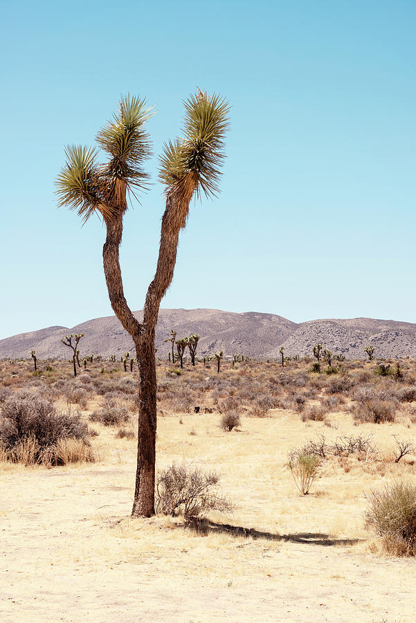 American West - Joshuas Desert Photograph by Philippe HUGONNARD