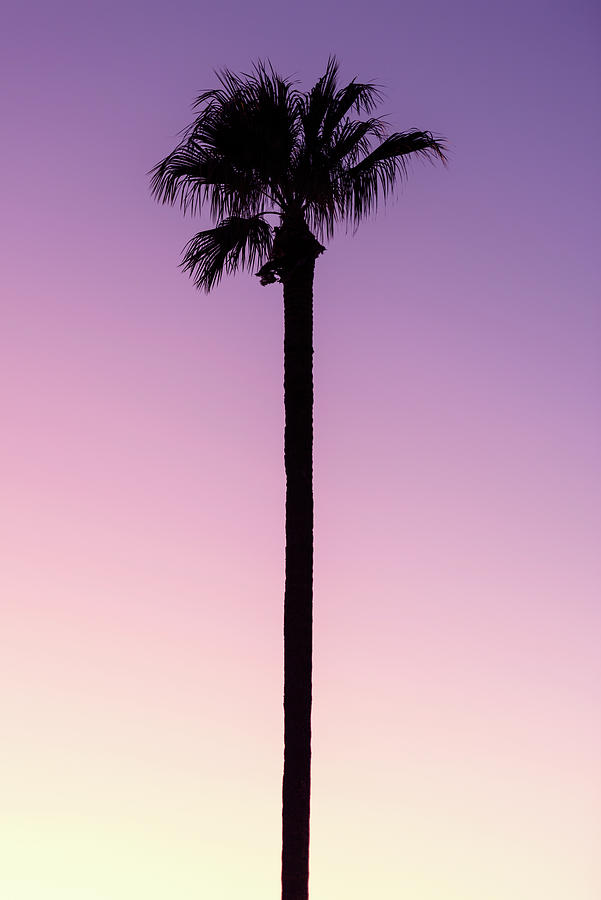 American West - Palm Pink Photograph by Philippe HUGONNARD