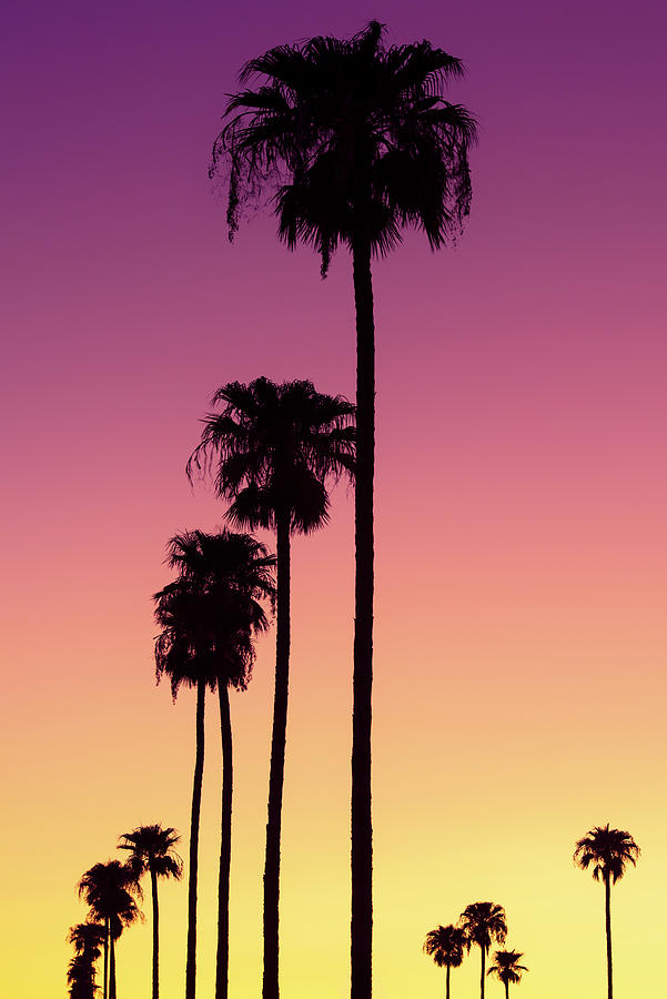 American West - Sunset Palm Trees Photograph by Philippe HUGONNARD