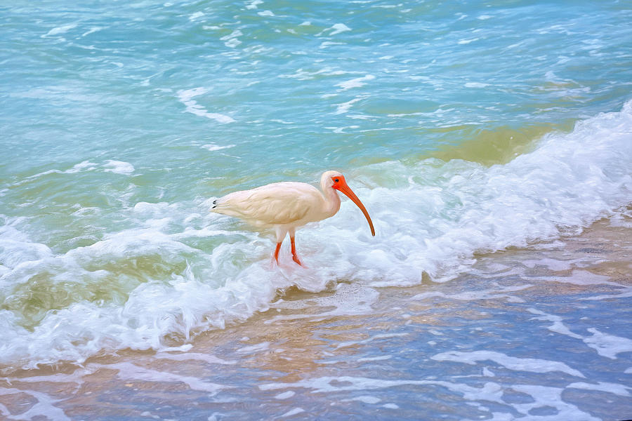American White Ibis Photograph by Donna Kennedy
