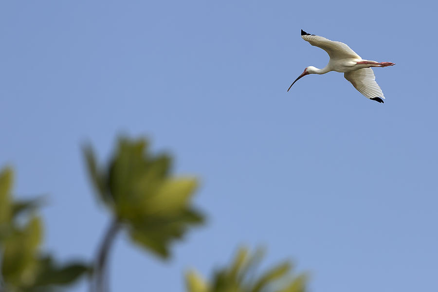 American white ibis Photograph by Geoffrey Gilson Photography