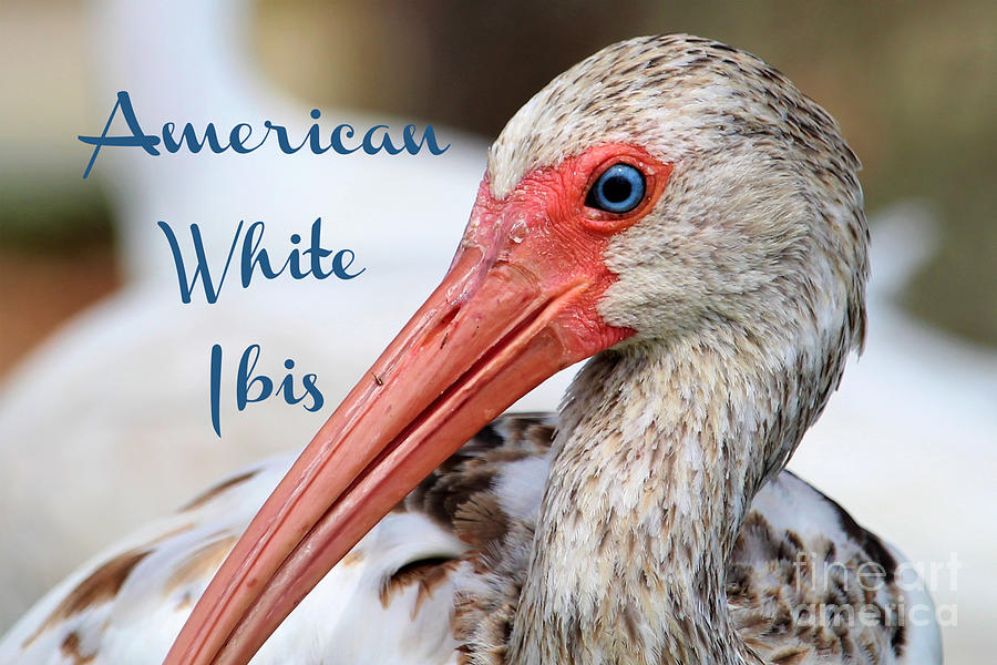 American White Ibis Photograph by Joanne Carey