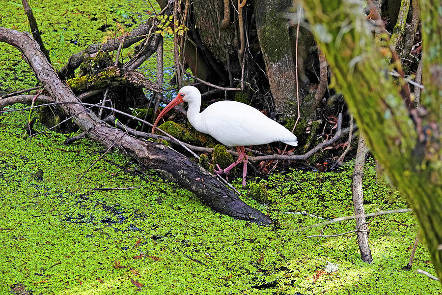 Ibis Photograph - American White Ibis by Marilyn Hunt
