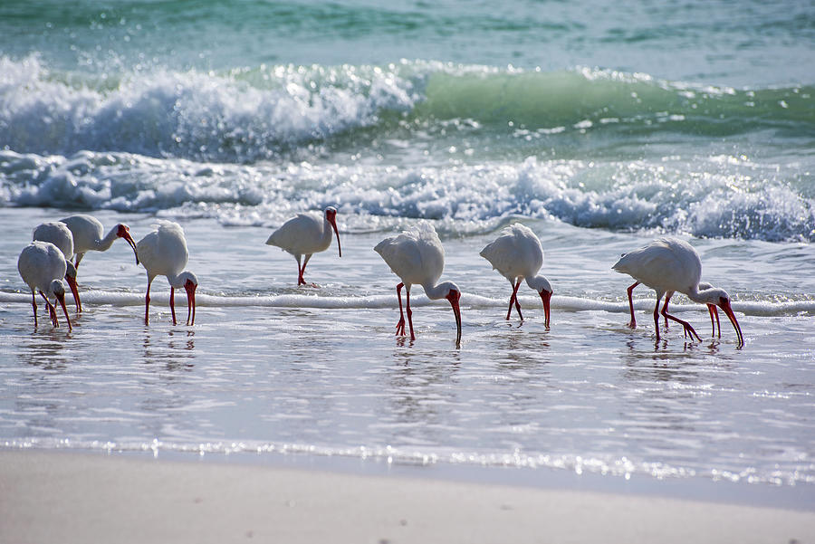 American White Ibis on the Beer Can Island Longboat Key Florida Pecking Photograph by Toby McGuire