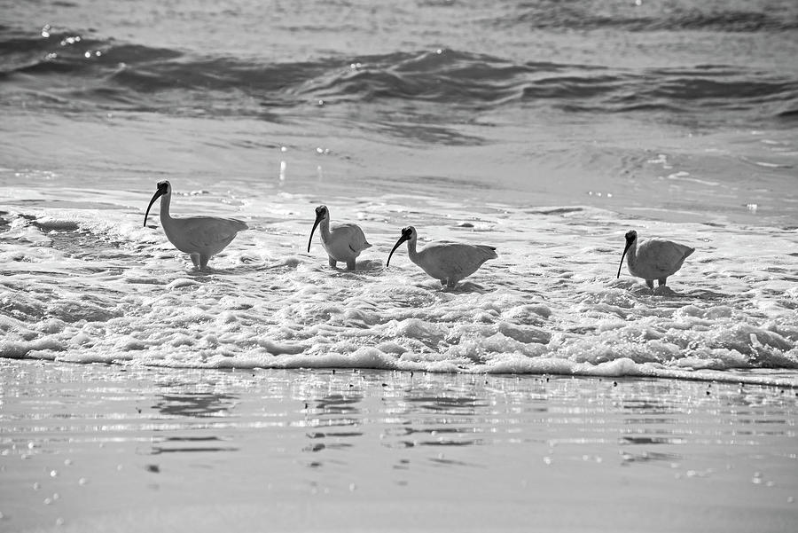American White Ibis on the Beer Can Island Longboat Key Florida Waves Black and White Photograph by Toby McGuire