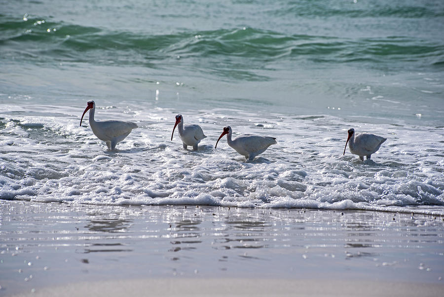 American White Ibis on the Beer Can Island Longboat Key Florida Waves Photograph by Toby McGuire