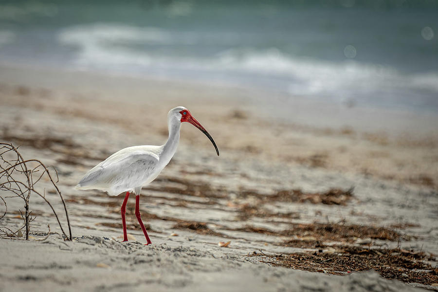American White Ibis Photograph by Ron Pate