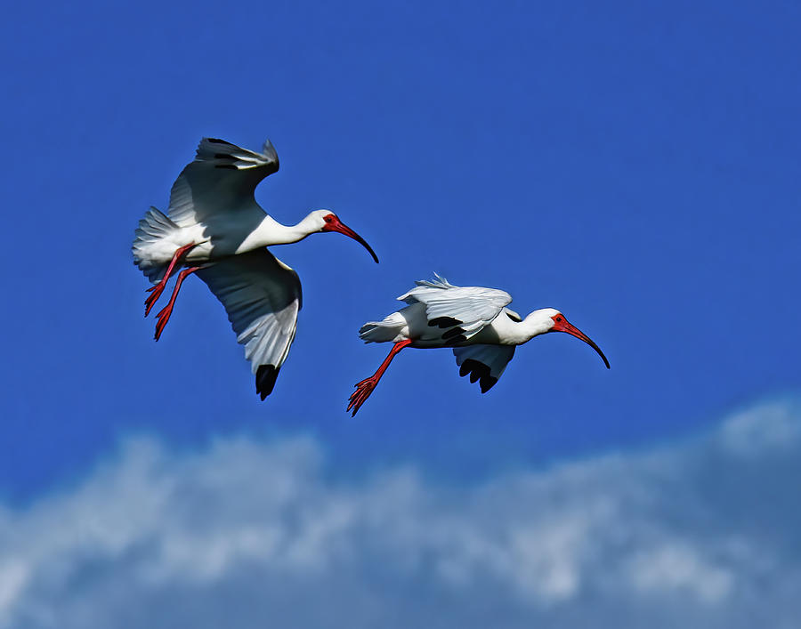 American White Ibis Photograph by Stuart Harrison