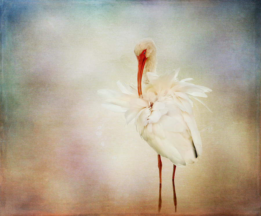 American White Ibis Digital Art by Terry Davis