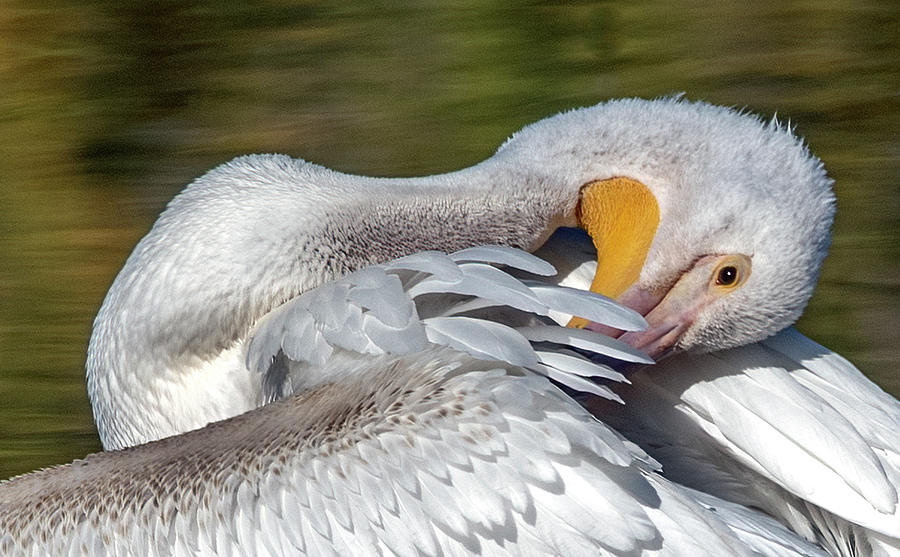 American White Pelican 1276-110321-3 Photograph by Tam Ryan