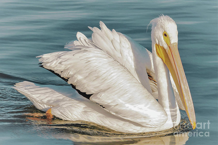 American White Pelican 2 Photograph by Joanne Carey