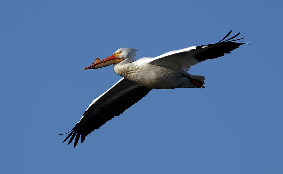 Pelican Photograph - American White Pelican 263, Indiana by Steve Gass