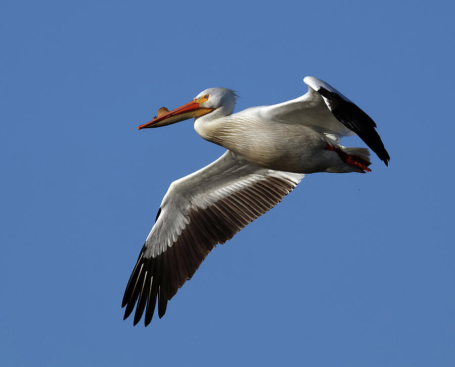Pelican Photograph - American White Pelican 264, Indiana by Steve Gass