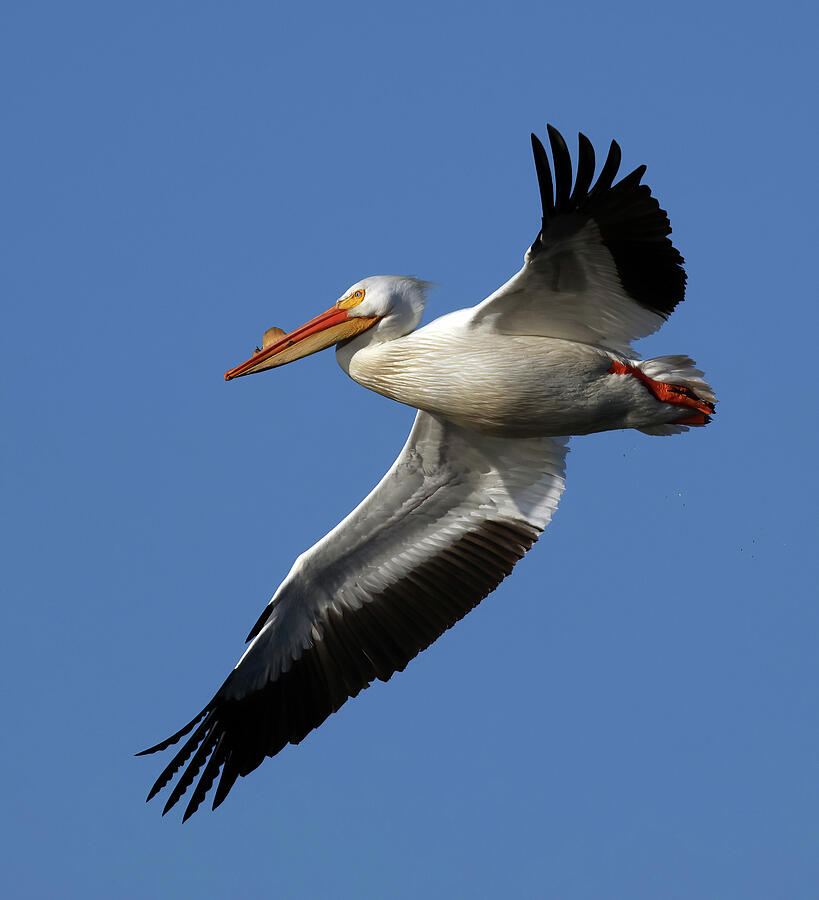 Pelican Photograph - American White Pelican 266, Indiana by Steve Gass