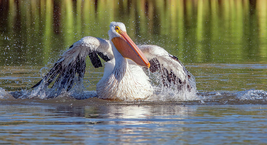 American White Pelican 8935-101521-2 Photograph by Tam Ryan