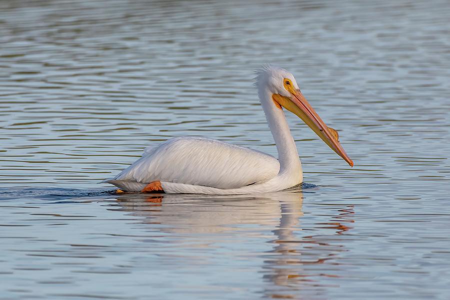 American White Pelican Adult Photograph by Bradford Martin
