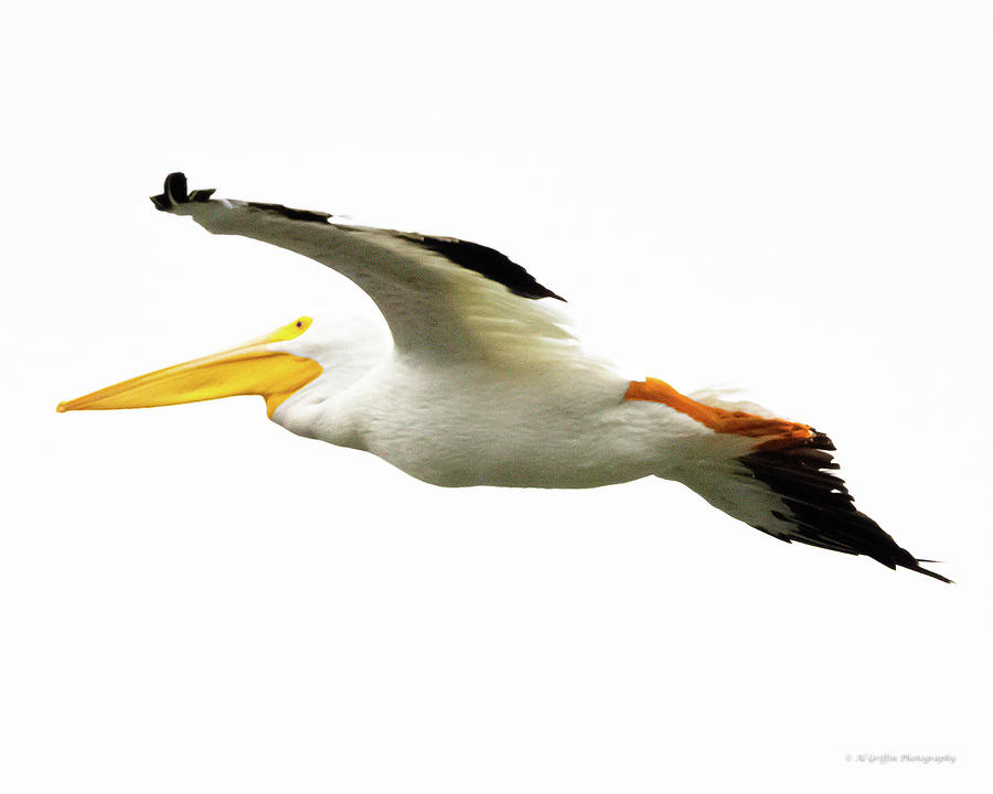 Bird Photograph - American White Pelican by Al Griffin