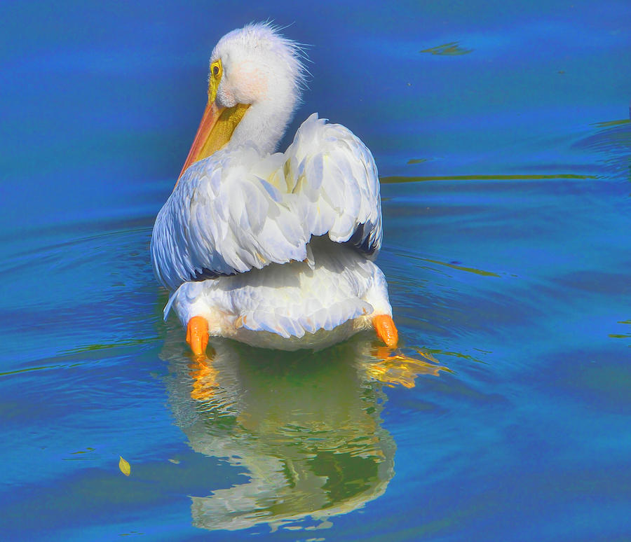 American White Pelican Photograph by Alison Belsan Horton