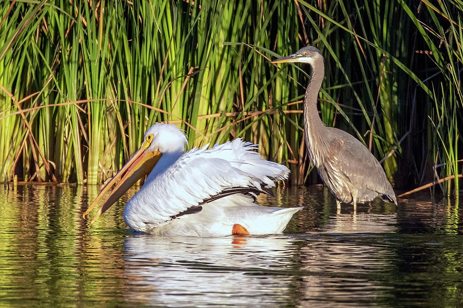 American White Pelican and Great Blue Heron 9823-011022-2 Photograph by Tam Ryan