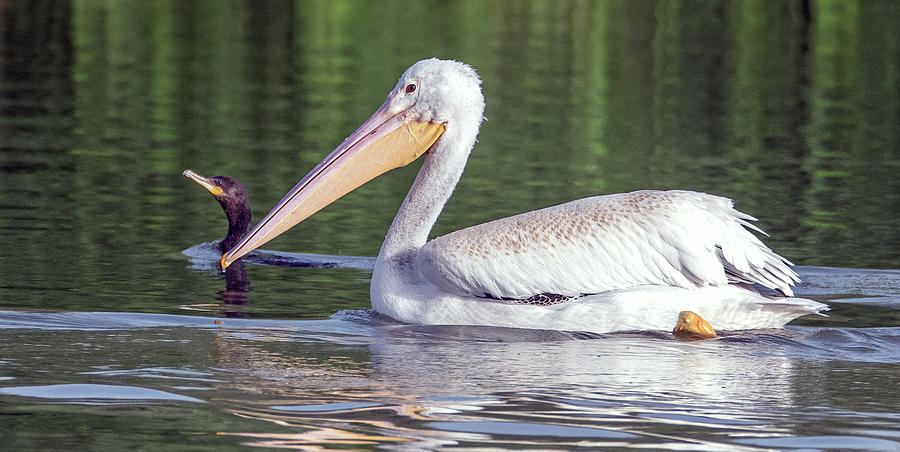 American White Pelican and Neotropic Cormorant 8536-101221-2 Photograph by Tam Ryan