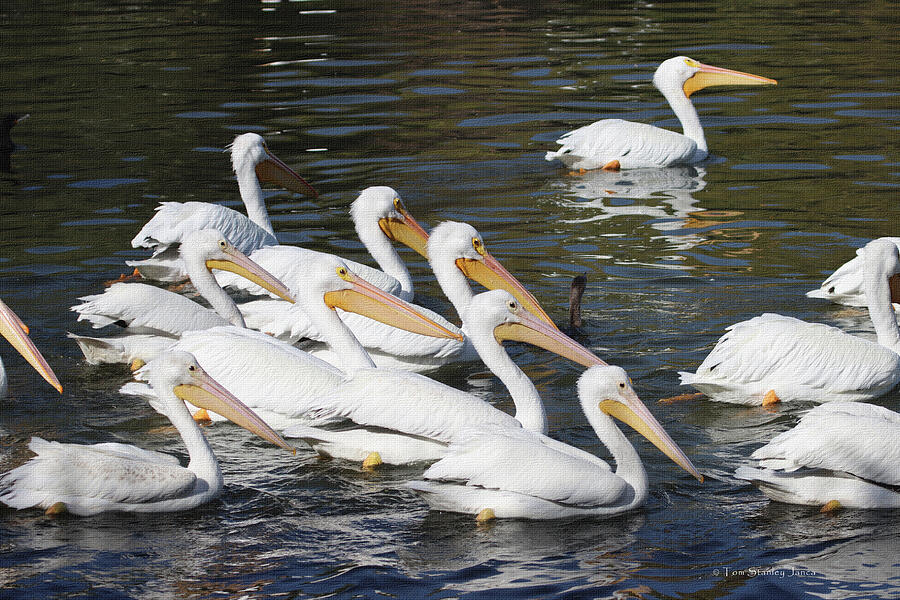 American White Pelican At Gilbert Arizona Digital Art by Tom Janca American White Pelican At Gilbert Arizona Digital Art by Tom Janca