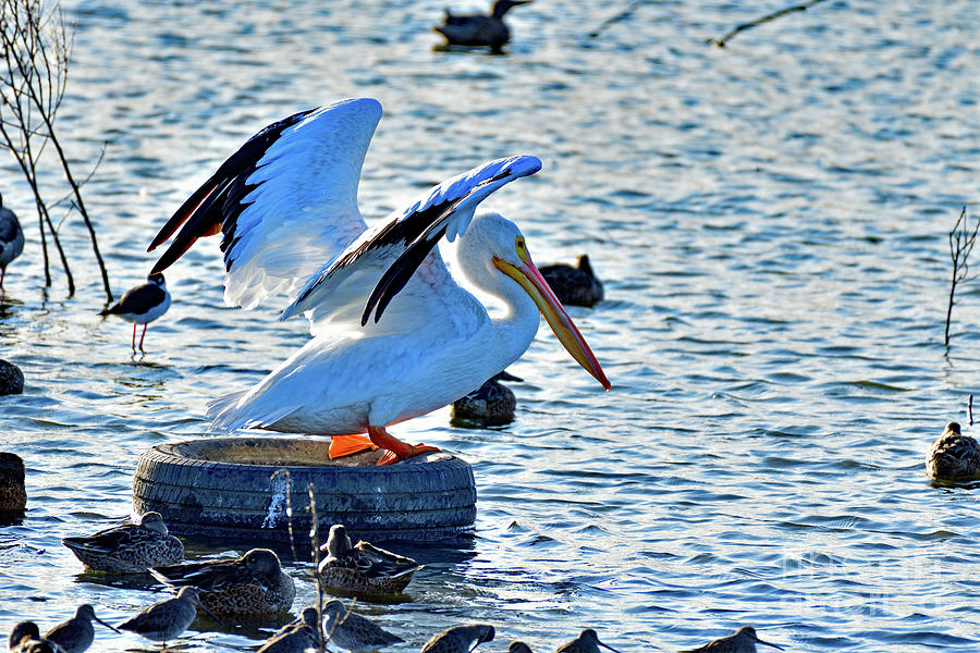American white pelican Photograph by Amazing Action Photo Video