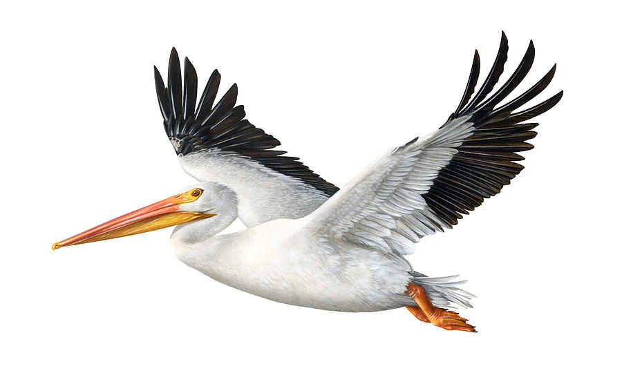 American White Pelican Painting by Dawn Witherington