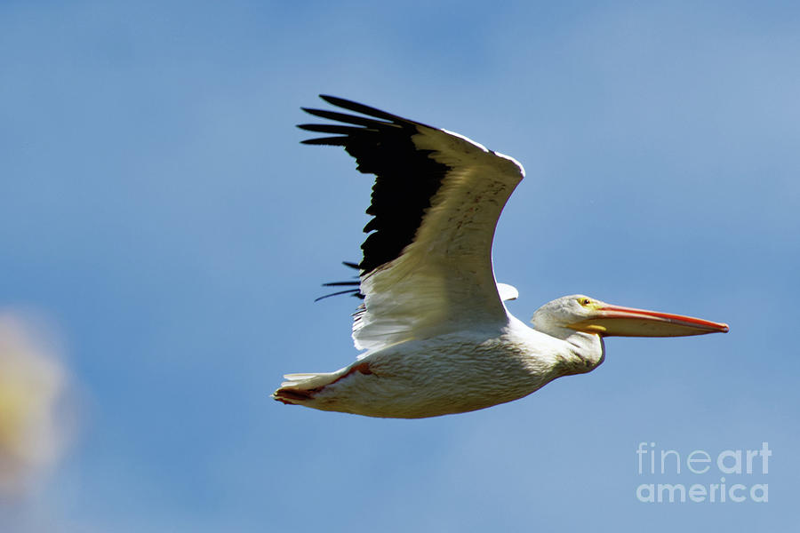 American White Pelican Flight Photograph by Natural Focal Point Photography
