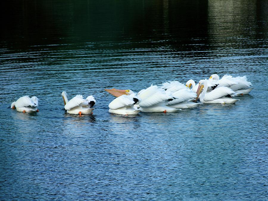 American White Pelican Flock Photograph by Christopher Mercer