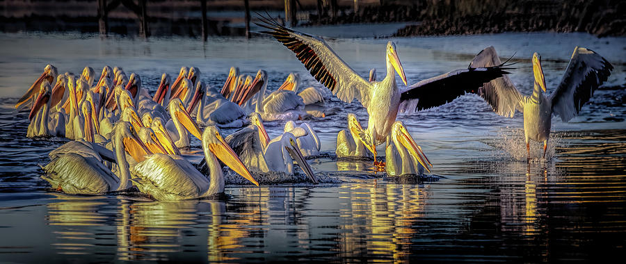 American White Pelican Flock Panorama Photograph by Norma Brandsberg