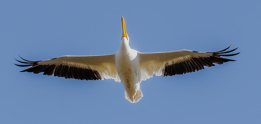 Pelican Photograph - American White Pelican Flying #2 by Morris Finkelstein