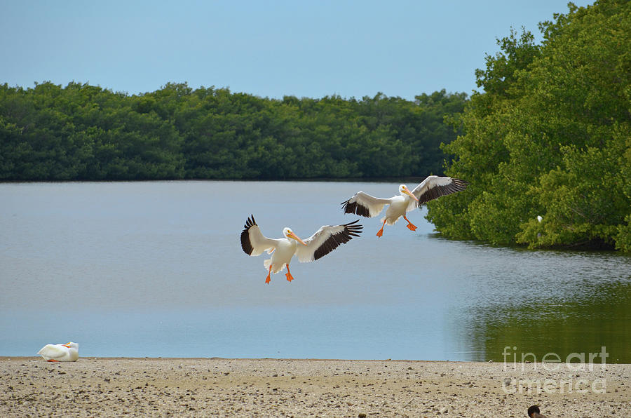 Pelican Digital Art - American White Pelican Graceful Landing by Eva Kaufman