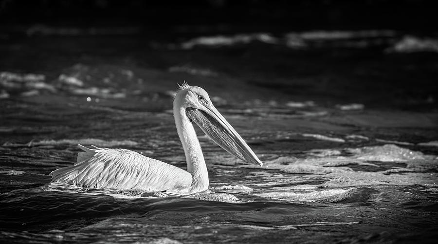American White Pelican In Black And White Photograph by Jordan Hill