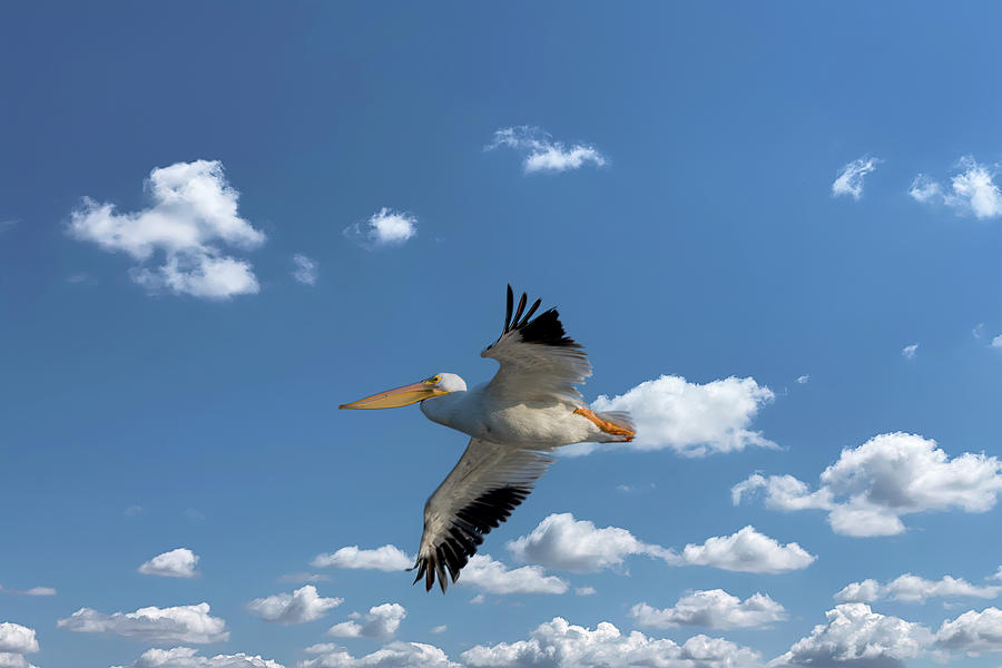 American White Pelican In Flight Photograph by Debra Martz