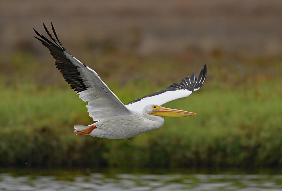American White Pelican in Flight - San Francisco South Bay Photograph by Amazing Action Photo Video
