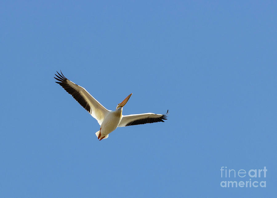 American White Pelican in Flight Photograph by Steven Krull