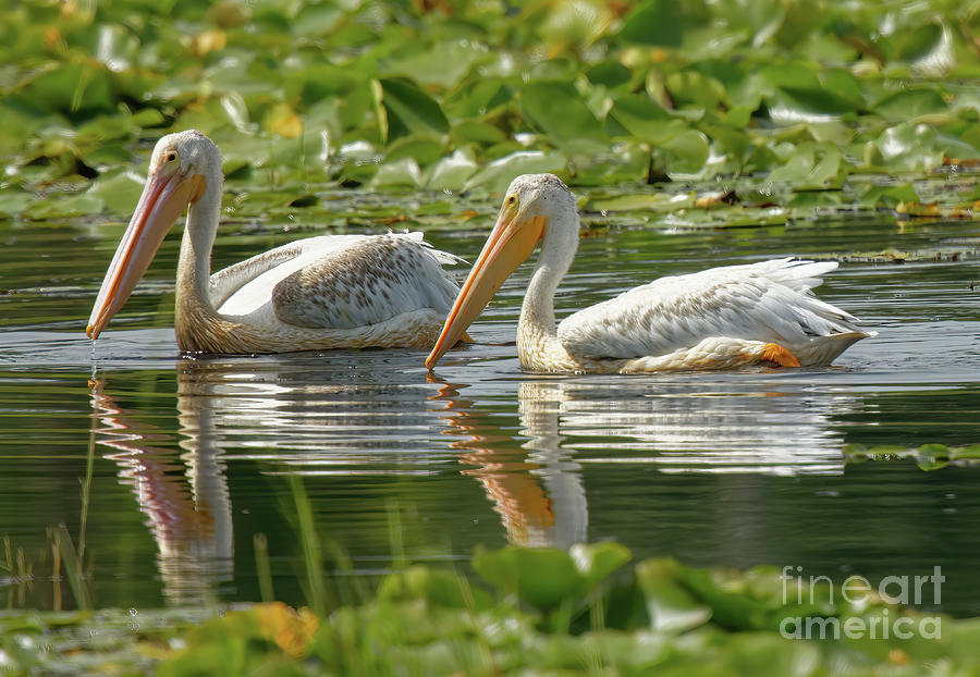 American White Pelican in Sherbourne NWR Photograph by Natural Focal Point Photography