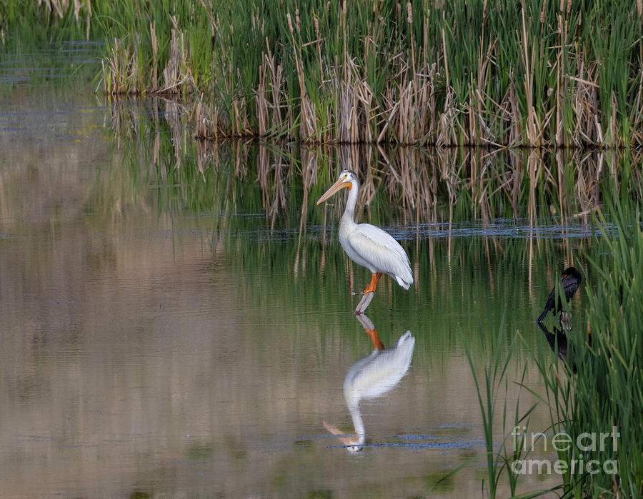 American White Pelican in Water Photograph by Steven Krull