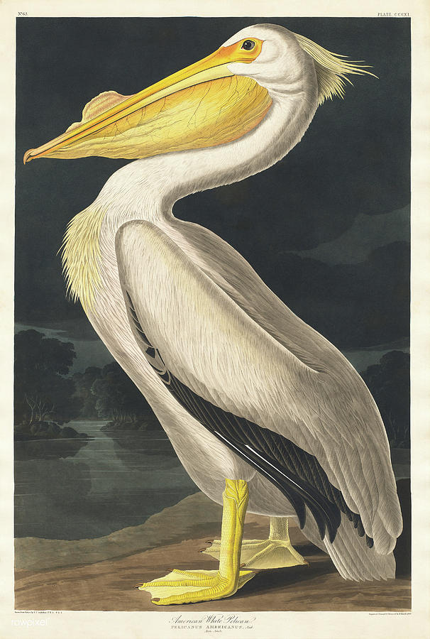 American White Pelican .John James Audubon Mixed Media by World Art Collective