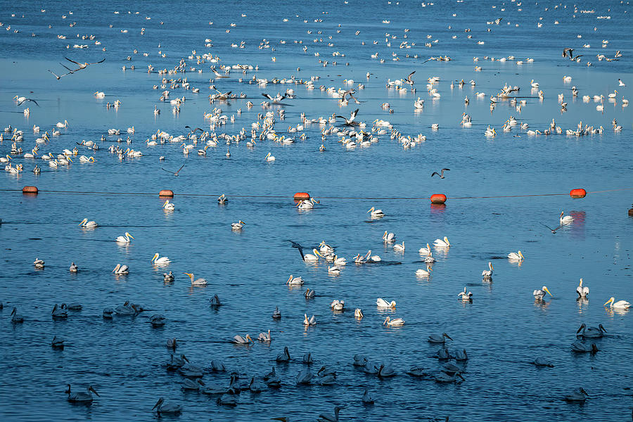 American White Pelican Migration Continues  Photograph by Debra Martz