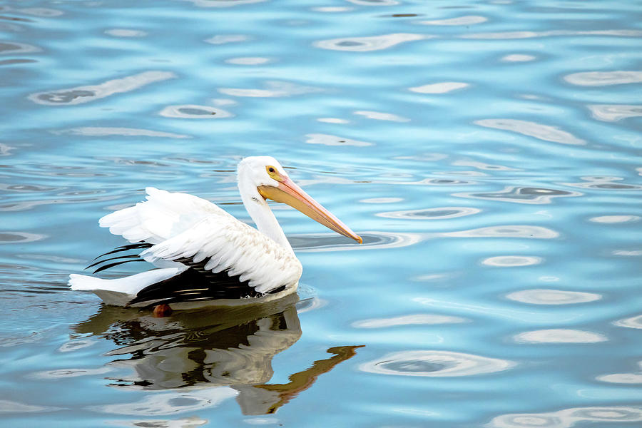 American White Pelican on Blue Water Photograph by Debra Martz