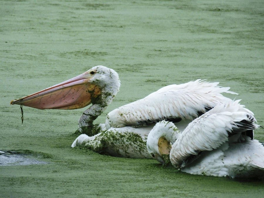 American White Pelican (Pelecanus erythrorhynchos) Photograph by Passion4nature