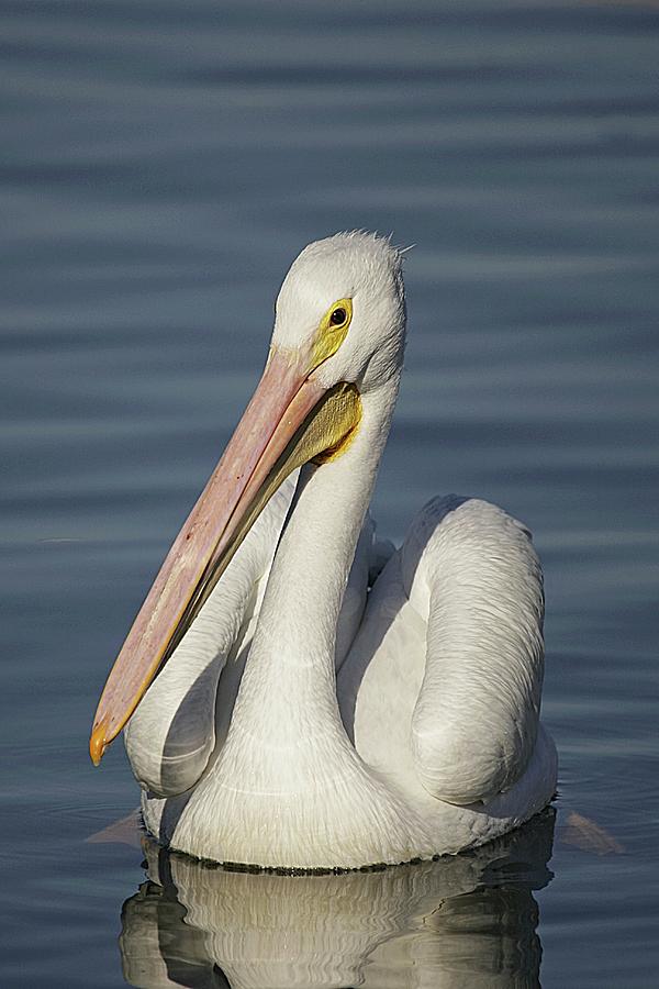 American White Pelican Portrait Photograph