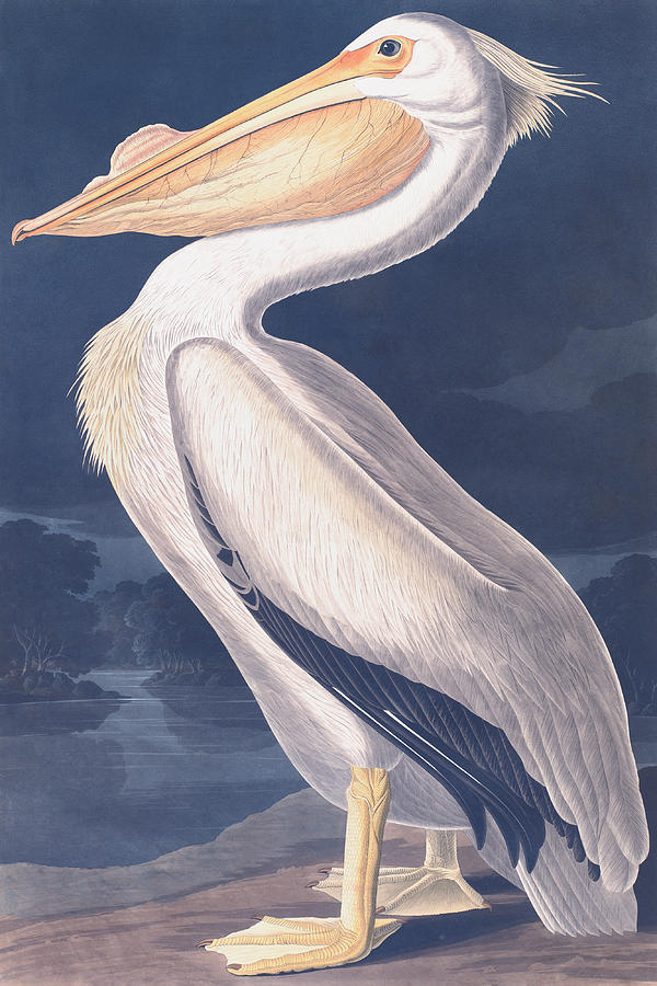 American White Pelican Drawing